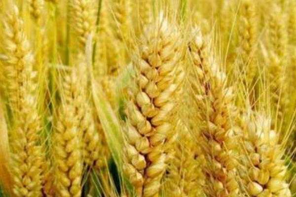 沈麦114小麦种子特征特性，3月10日～3月25日播种