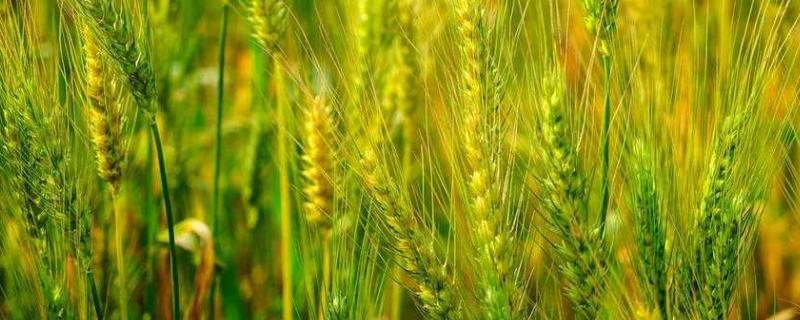 沈麦114小麦种子特征特性，3月10日～3月25日播种