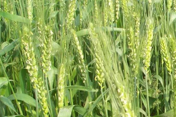 沈麦114小麦种子特征特性，3月10日～3月25日播种
