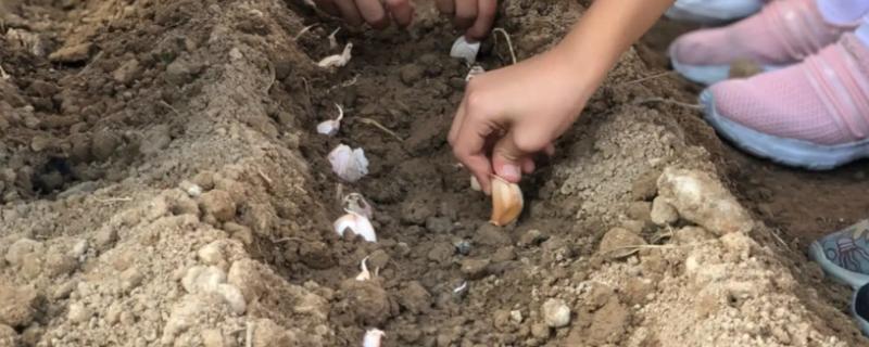 秋季大蒜几月播种，9月上旬至10月上旬播种较为宜