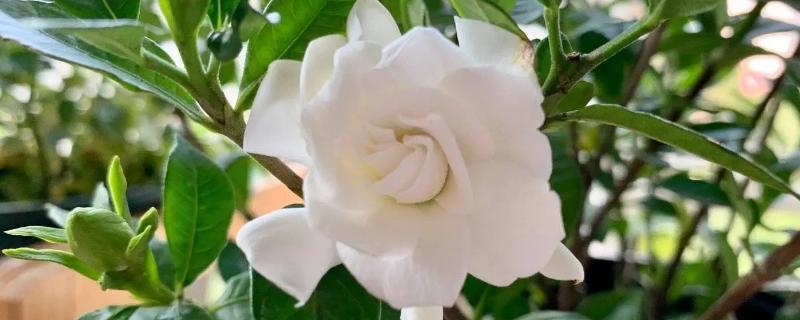 栀子花盆栽能放在卧室吗，花香味浓烈放卧室容易导致失眠