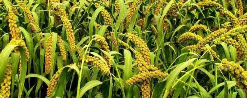 种植谷子怎么搭配肥料，氮磷钾的比例为2：1：2