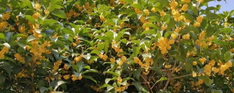 院子里能否栽培桂花树，适合栽在光照充足的庭院中