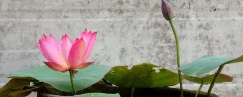 水养荷花不开花的原因，可能是提供的光照不足或密度过大等