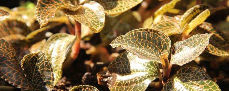 金线莲的种植条件，生长适宜温度20-32℃