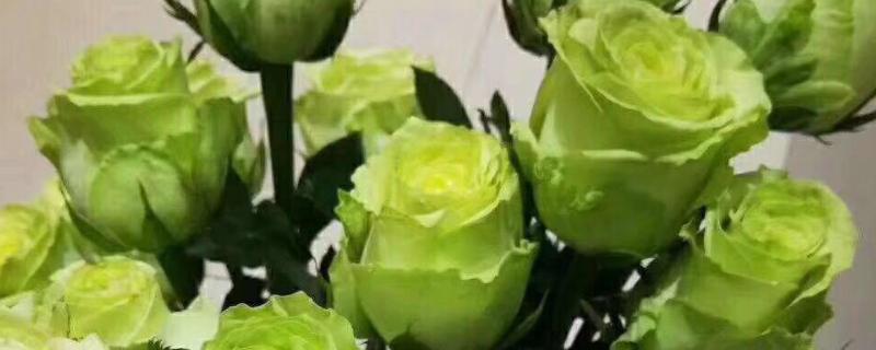 淡绿色玫瑰花的品种介绍，是碧海蓝天