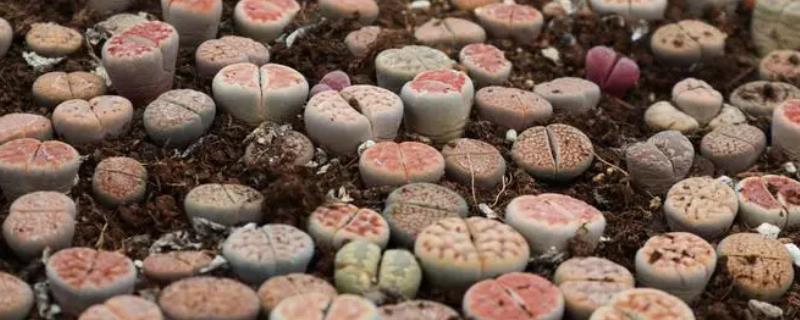 生石花烂根怎么办，取出植株剪除烂根再重新上盆