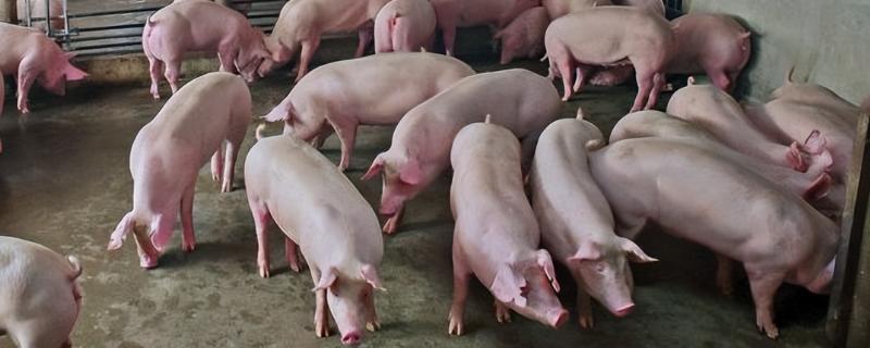 育肥猪350斤至400斤的料肉比，其料肉比在3.5-4：1之间
