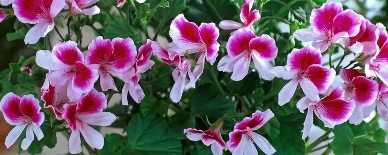 天竺葵能不能四季开花，天竺葵花期为5-7月份