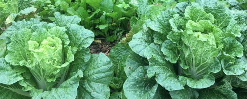 白菜的高产施肥方法，莲座期至结球期要喷施3次磷酸二氢钾
