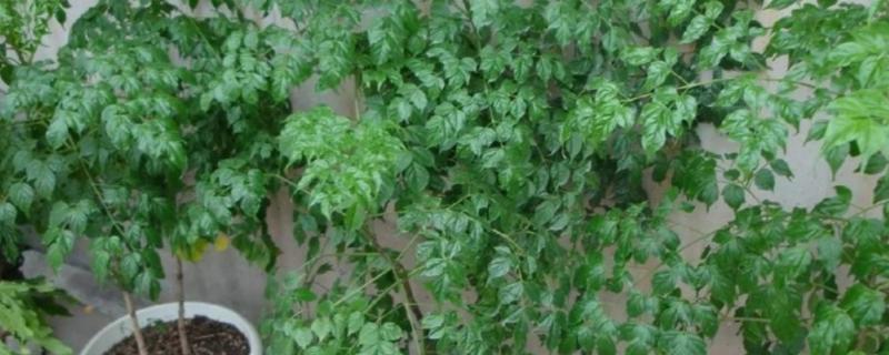 幸福树叶子枯萎如何挽救，需遮挡强光并喷洒药剂