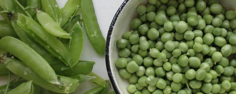豌豆的常见病虫害及防治方法，有根腐病、褐斑病、白粉病等