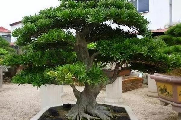 罗汉松出现害虫应该用什么农药，出现介壳虫可喷施杀螟松乳油
