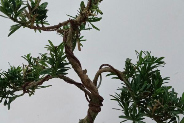 罗汉松出现害虫应该用什么农药，出现介壳虫可喷施杀螟松乳油