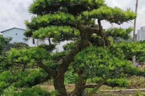 罗汉松出现害虫应该用什么农药，出现介壳虫可喷施杀螟松乳油