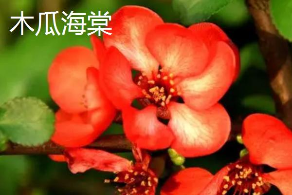 木瓜海棠与贴梗海棠有什么区别，叶片、花朵、树形、果实均不同