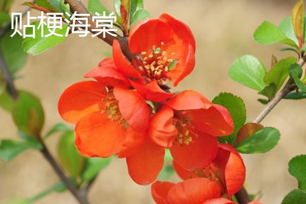木瓜海棠与贴梗海棠有什么区别，叶片、花朵、树形、果实均不同