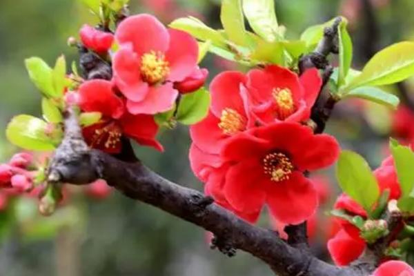 木瓜海棠与贴梗海棠有什么区别，叶片、花朵、树形、果实均不同
