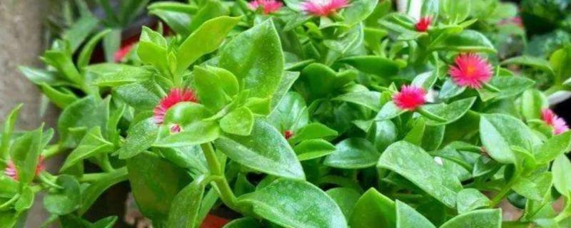 牡丹吊兰只长叶不开花的原因，主要原因就是浇水过于频繁