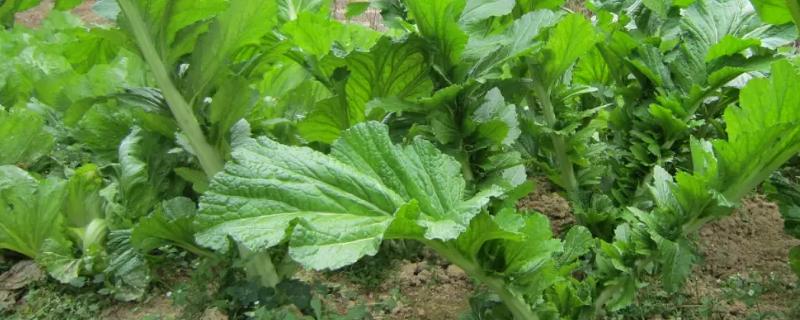 什么是芥菜，属于十字花科、芸薹属草本植物