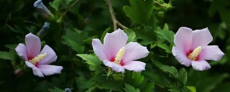 盆栽木槿花如何剪枝，主要是针对2年以上的植株进
