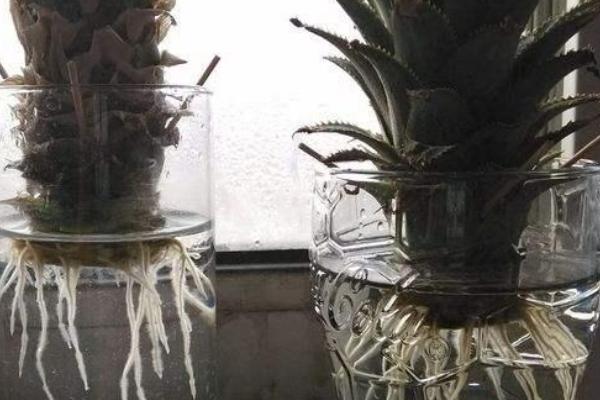 菠萝能一直水培吗，菠萝可以一直水培