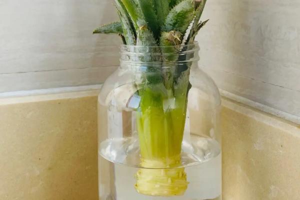 菠萝能一直水培吗，菠萝可以一直水培