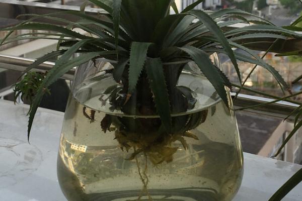 菠萝能一直水培吗，菠萝可以一直水培