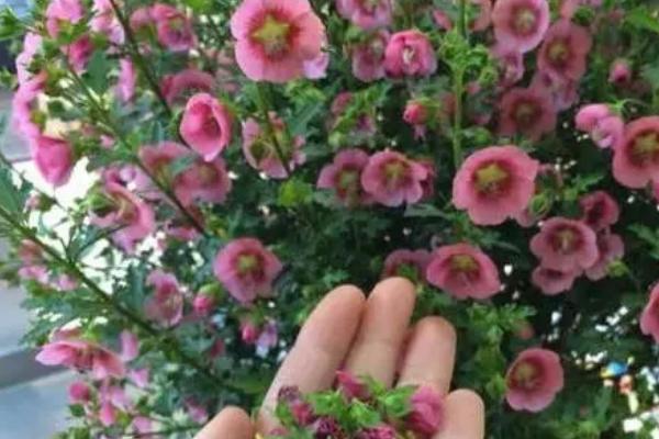 盆栽木槿花如何剪枝，主要是针对2年以上的植株进