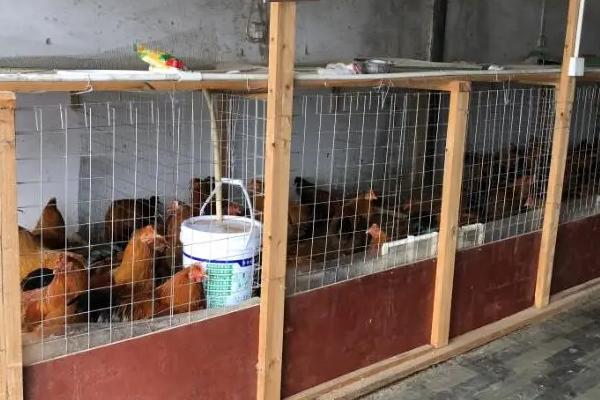 阳台养鸡如何避免出现臭味，将木炭渣放入鸡笼中可以除臭