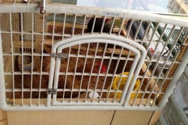 阳台养鸡如何避免出现臭味，将木炭渣放入鸡笼中可以除臭