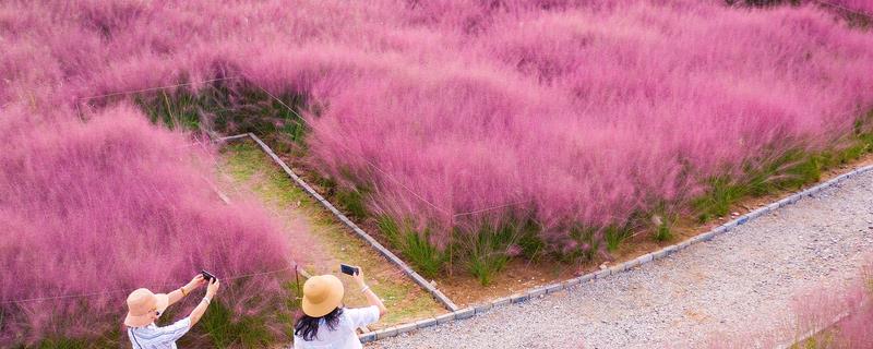 粉黛乱子草的种植方法，可以每隔3-5天给植株浇水一次