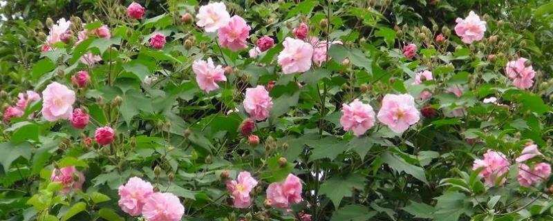 芙蓉花和扶桑花的区别，形态、花期均不同