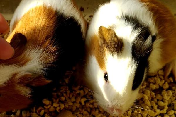 被荷兰猪咬了如处理，先洗净伤口挤出血液、再做消毒处理