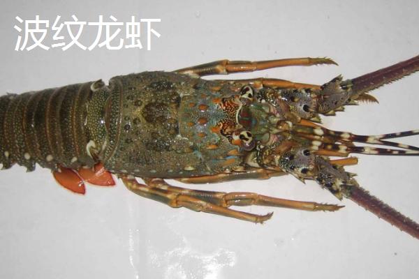 青壳小龙虾的简介，是指波纹龙虾、全身呈青绿色