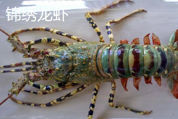 青壳小龙虾的简介，是指波纹龙虾、全身呈青绿色