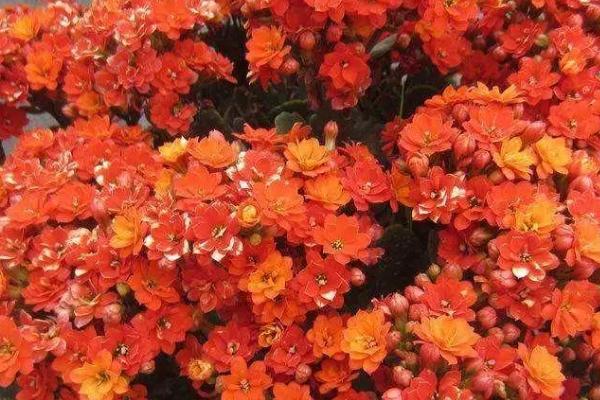 长寿花黑杆如何救治，要将植株搬到通风的位置