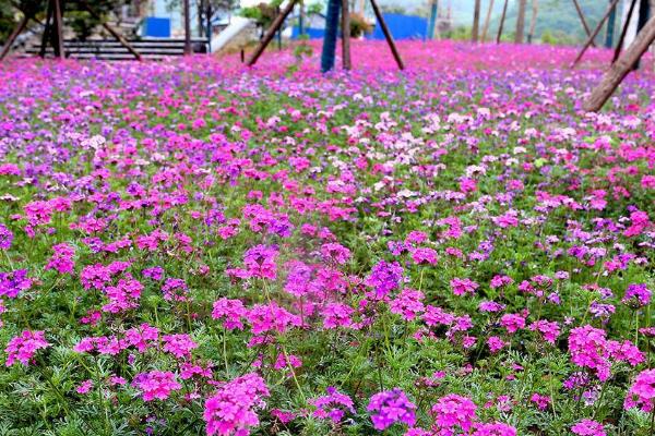 怎么养殖细叶美女樱，每隔半个月追施一次肥料