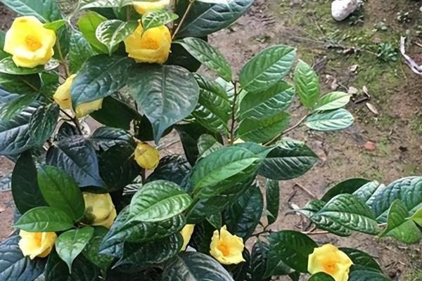 盆栽金花茶能打顶吗，打顶能节省养分