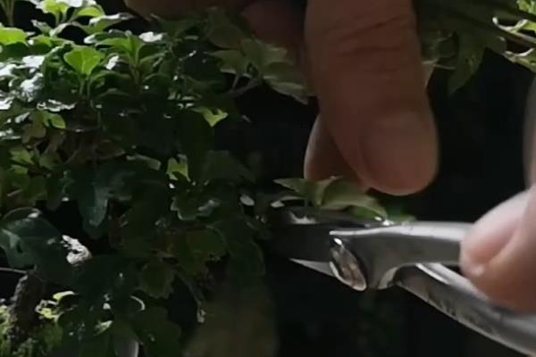 盆栽金花茶能打顶吗，打顶能节省养分