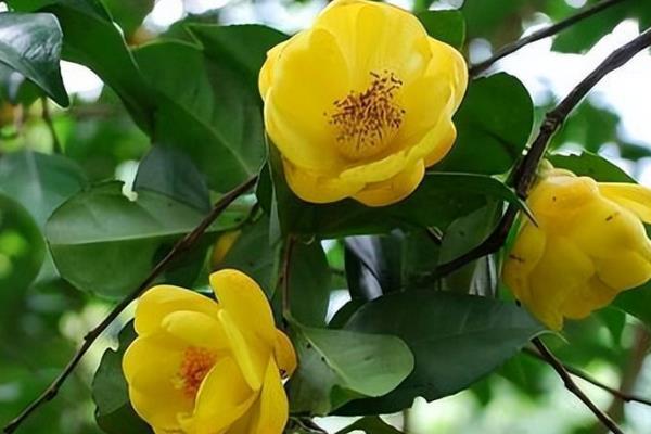 盆栽金花茶能打顶吗，打顶能节省养分
