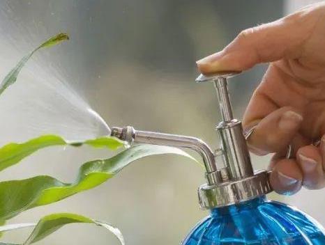 盆栽金花茶能打顶吗，打顶能节省养分