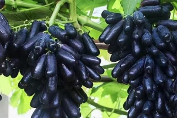 蓝宝石葡萄的优缺点，生长期短但不可采取密集的种植方法
