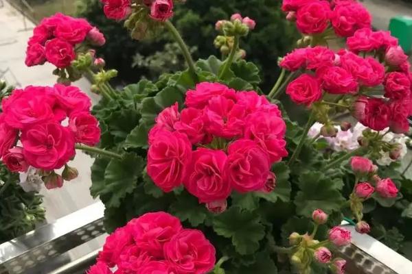 天竺葵能不能四季开花，天竺葵花期为5-7月份