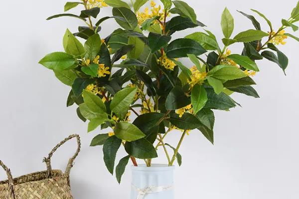 院子里能否栽培桂花树，适合栽在光照充足的庭院中