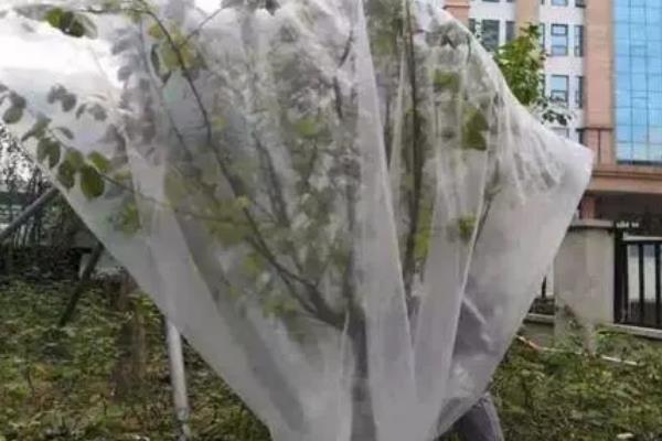 盆栽金花茶能打顶吗，打顶能节省养分