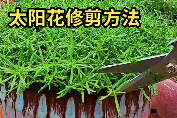 太阳花如何插花瓶水养，插花的水质一定要清洁