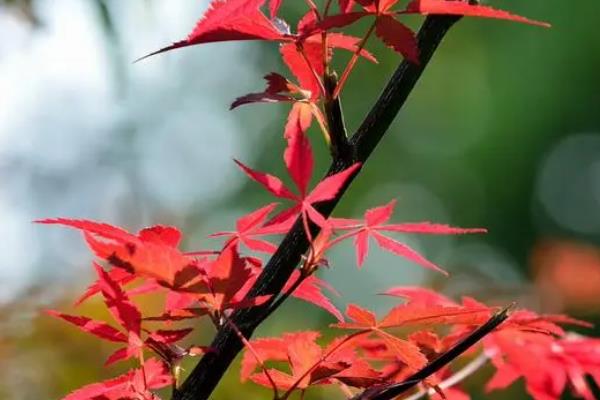 红叶竹怎么养殖，春秋季节每隔3天左右浇一次水