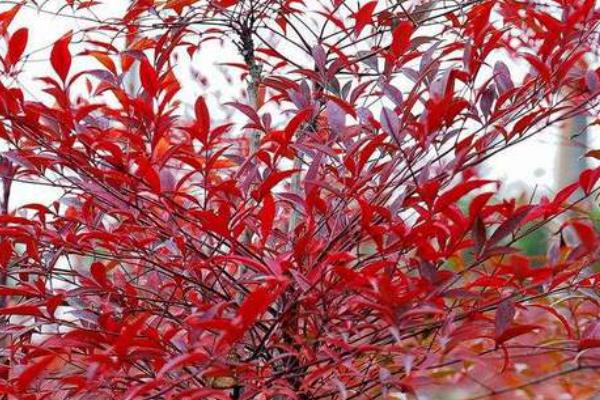 红叶竹怎么养殖，春秋季节每隔3天左右浇一次水