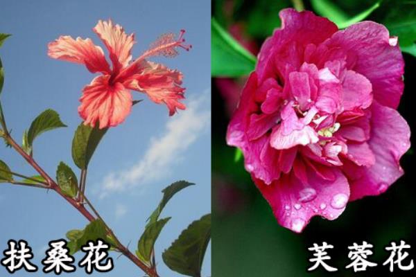 芙蓉花和扶桑花的区别，形态、花期均不同
